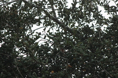 Baeolophus inornatus