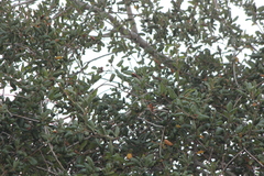 Baeolophus inornatus