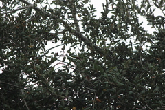 Baeolophus inornatus