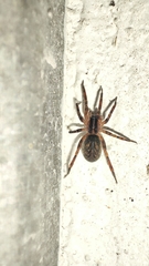 Scotina celans