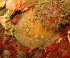Geitodoris planata