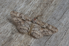 Physocleora vacillaria