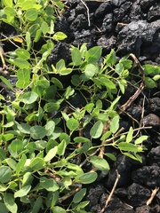 Capparis sandwichiana