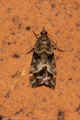 Eudonia legnota