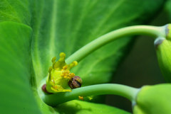 Euphorbia lathyris