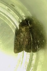 Noctuidae