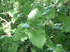 Karpatiosorbus