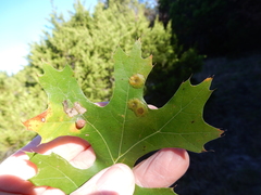 Polystepha pustuloides