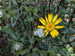 Grindelia nana