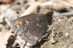 Erebia mancinus