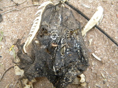 Boa constrictor occidentalis