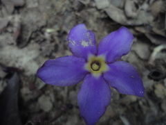 Voyria truncata