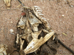 Boa constrictor occidentalis