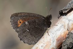 Erebia mancinus