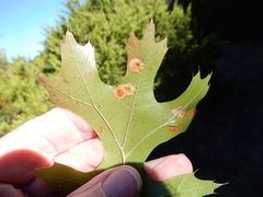 Polystepha pustuloides