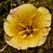 Calochortus weedii peninsularis - Photo (c) Jeff Bisbee, algunos derechos reservados (CC BY-NC), subido por Jeff Bisbee