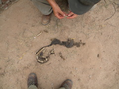 Boa constrictor occidentalis