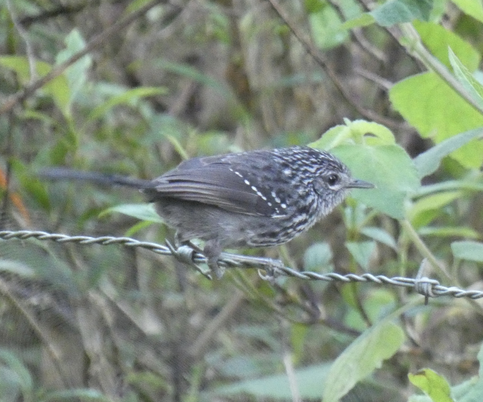Dusky-tailed Antbird (Drymophila malura), photo 6
