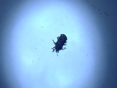 Octotoma scabripennis