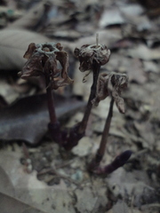 Voyria truncata