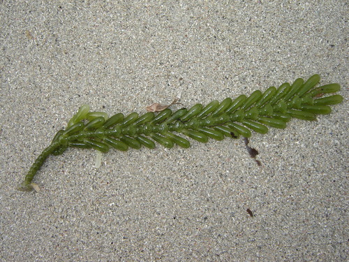 Image of Caulerpa cactoides by (c) Erasmo Macaya Horta, some rights reserved (CC BY)