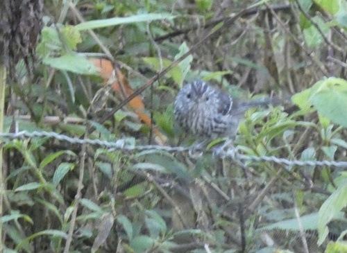 Dusky-tailed Antbird (Drymophila malura), photo 7