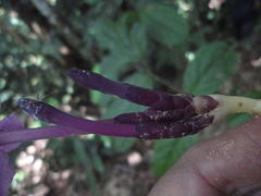 Voyria truncata