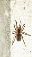 Scotina celans
