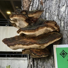 Inonotus quercustris