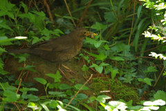 Turdus merula
