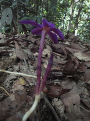 Voyria truncata