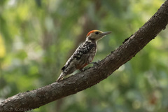 Leiopicus mahrattensis