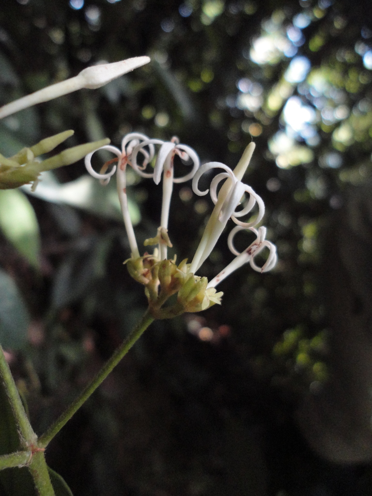 Ciliosemina