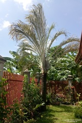 Dypsis decaryi