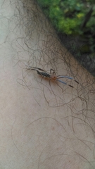 Ammotrechidae