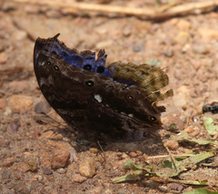 Protogoniomorpha temora