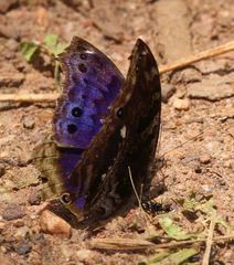Protogoniomorpha temora