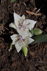 Calochortus westonii