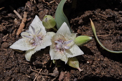 Calochortus westonii