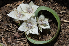 Calochortus westonii