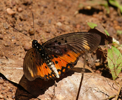 Pseudacraea boisduvalii boisduvalii