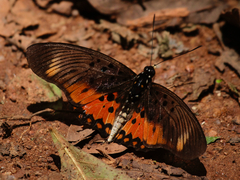 Pseudacraea boisduvalii boisduvalii