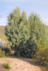 Cupressus revealiana