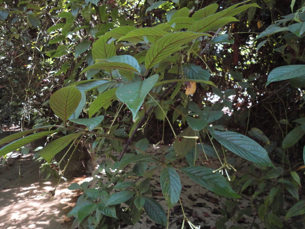Guettarda aromatica