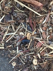 Blapstinus discolor