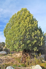 Cupressus revealiana