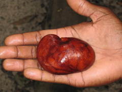 Mora excelsa