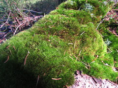 Dicranodontium denudatum