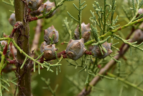 El Rincon cypress
