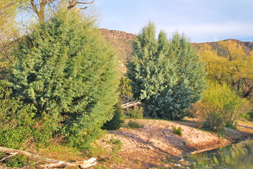 El Rincon cypress
